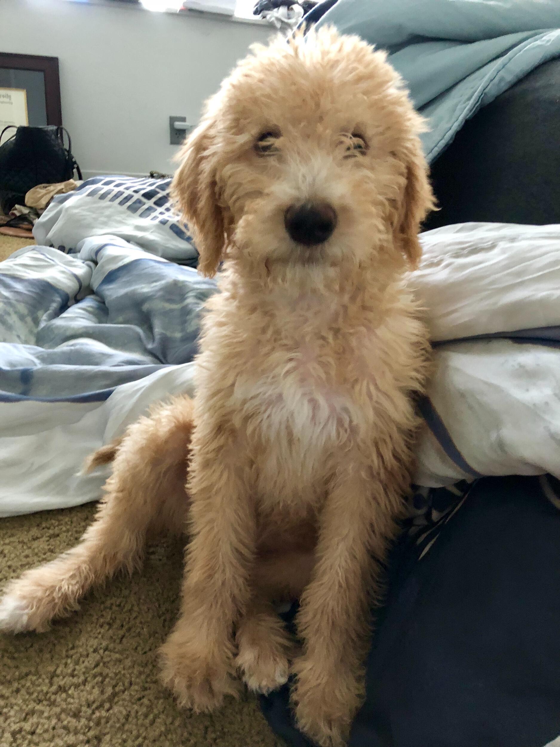 Shortly after they started dating, they spontaneously got their first fur baby, Stella. Sweet baby girl.