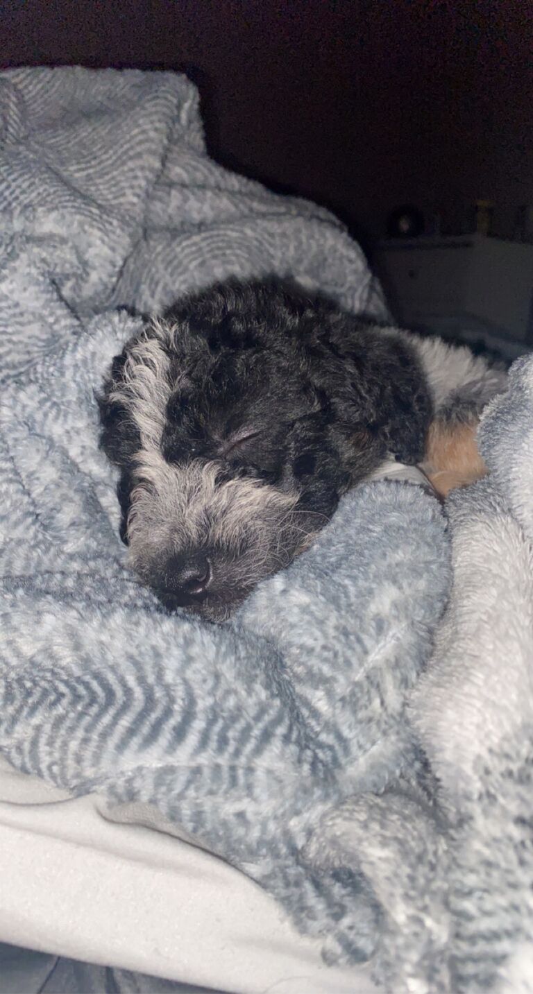 Josie comes home