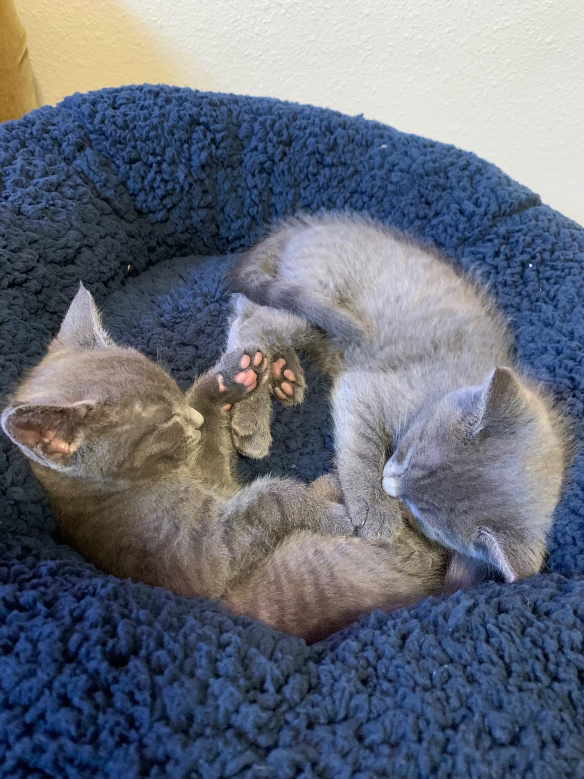 'Gotcha Day' for our girls, Olive and Opal