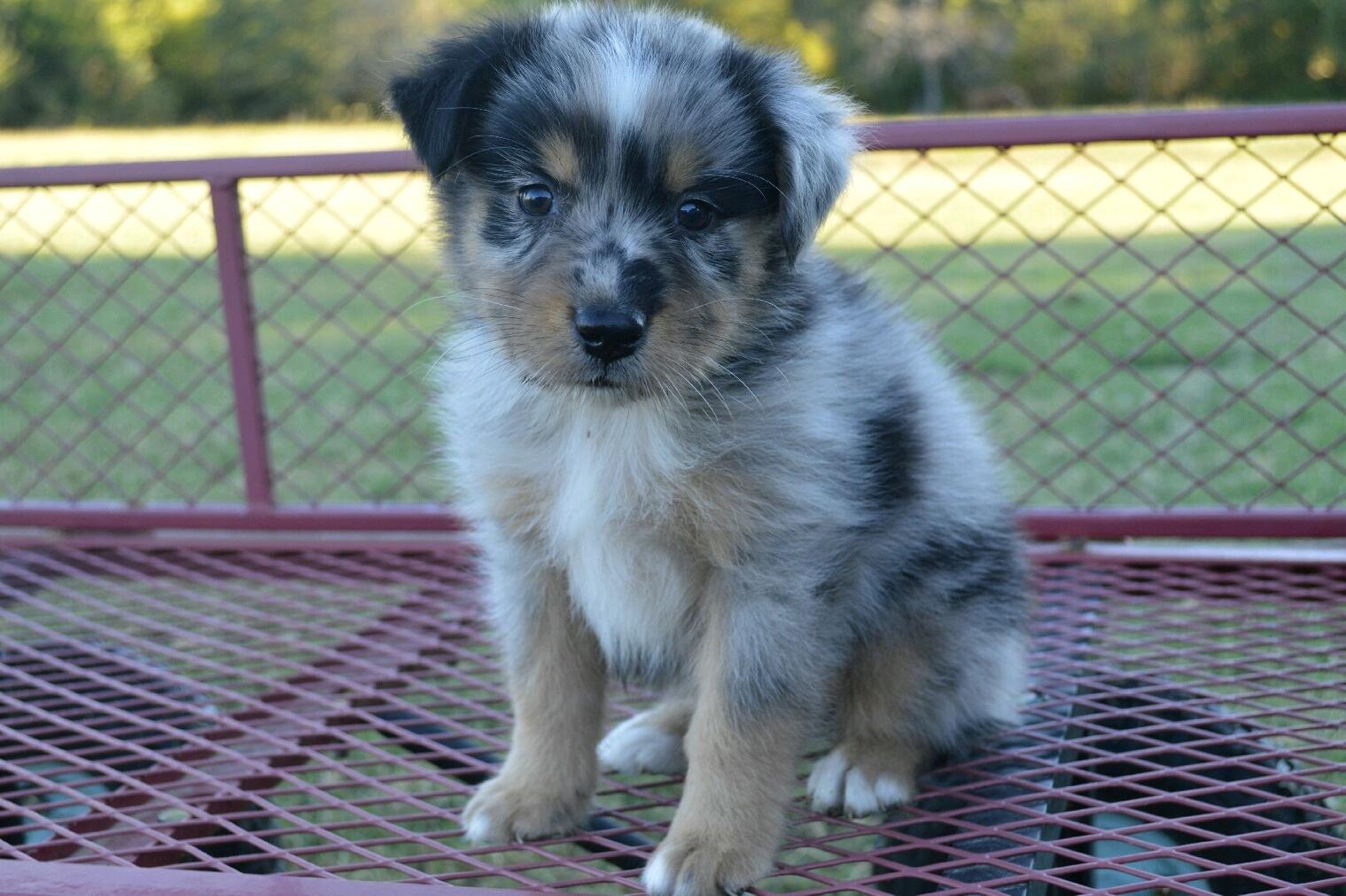Boyce thinks about getting a dog for 5 seconds, and then is forced to follow through by Megan, and Ness joins the family