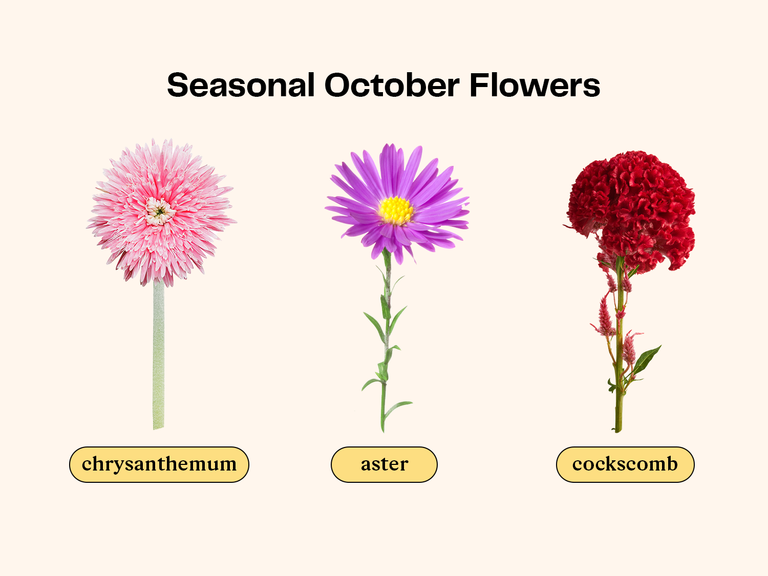 Collage of flowers that are in season for an October wedding.