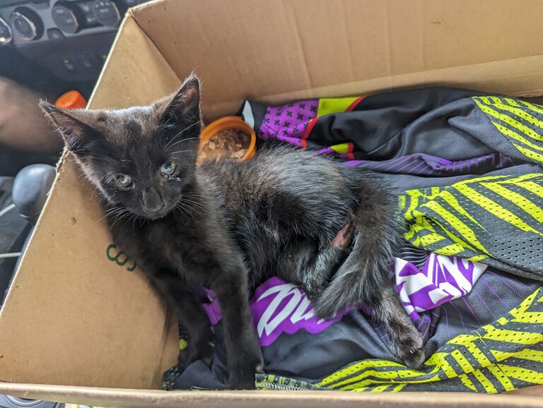 The day we discovered Turtle. He was being escorted across the road (hence his name) by a pack of local cats. When they saw we meant him no harm, they let us take him to the vet, where we helped him recover from his nasty injury.