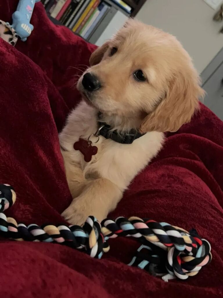 As life went on we were feeling like we needed a little spunk in our life. So... we got Paisley! She became a HUGE part of our life. Little did we know we now had a little family! 👨‍👩‍👧