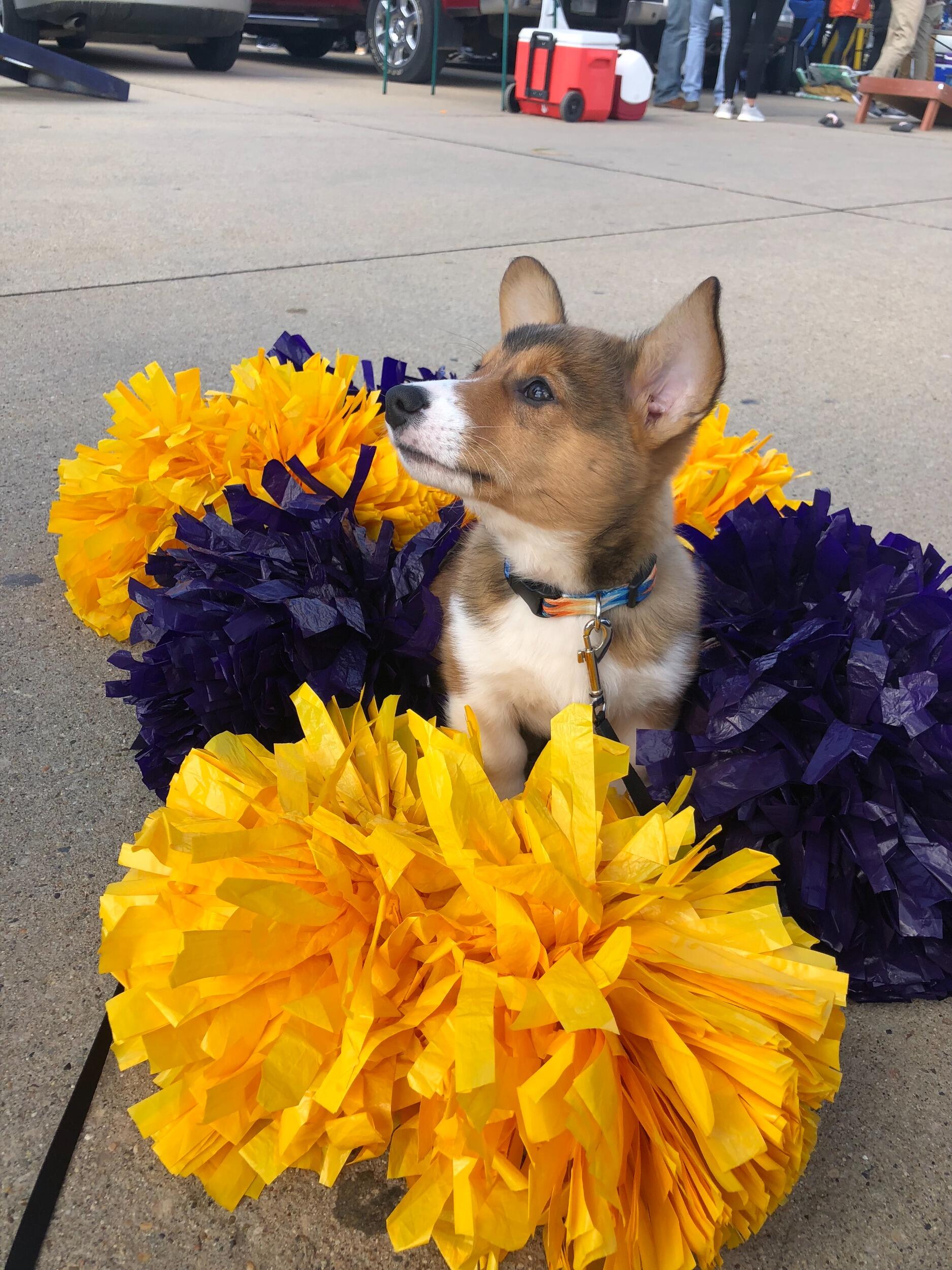 We adopted our first born son, Juice and took him to our UNI Homecoming 