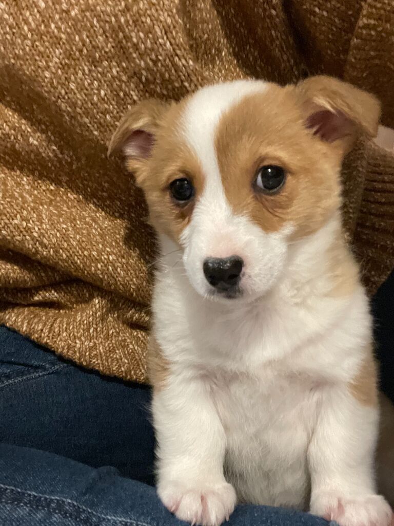 First Day with Honey! Kyle surprised Sam with her for her birthday!