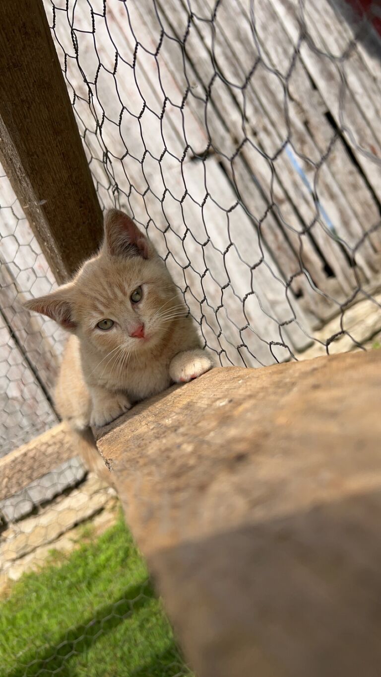 Becoming barn cat parents