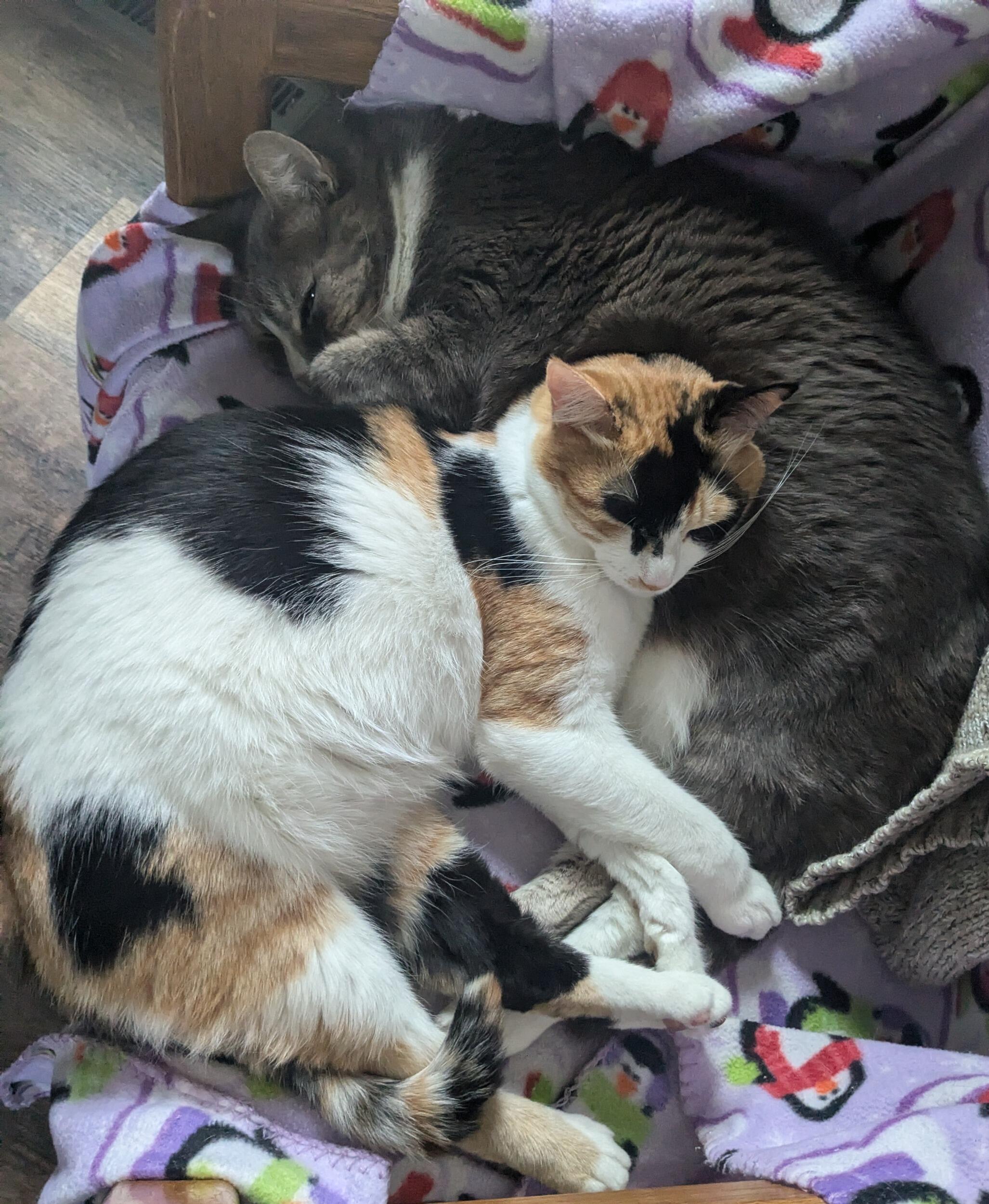 Andy found Sweet Pea as a Kitten in our alleyway in May 27th. Here she is snuggled up with our lovely Mr. Kitty