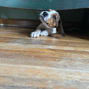 Gallery Photo 34