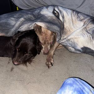 Gallery Photo 29