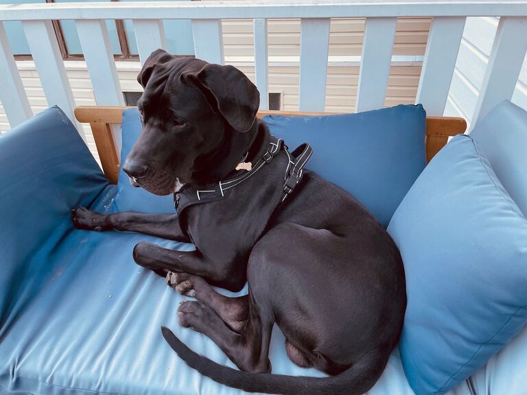 Winston admiring the view while lounging