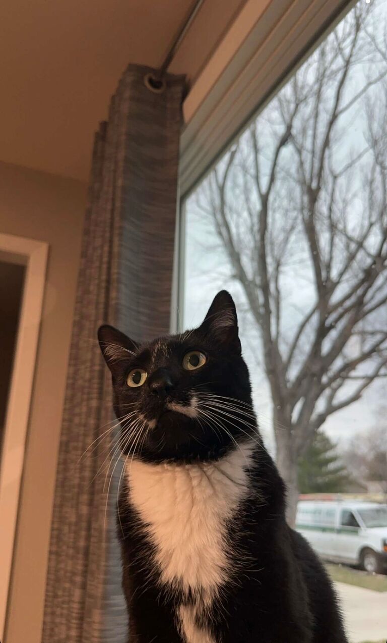 Nathan’s cat, Arthur, shortly after we all moved in together