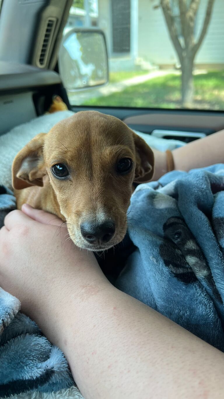 Adopted Robyn "Pickles"