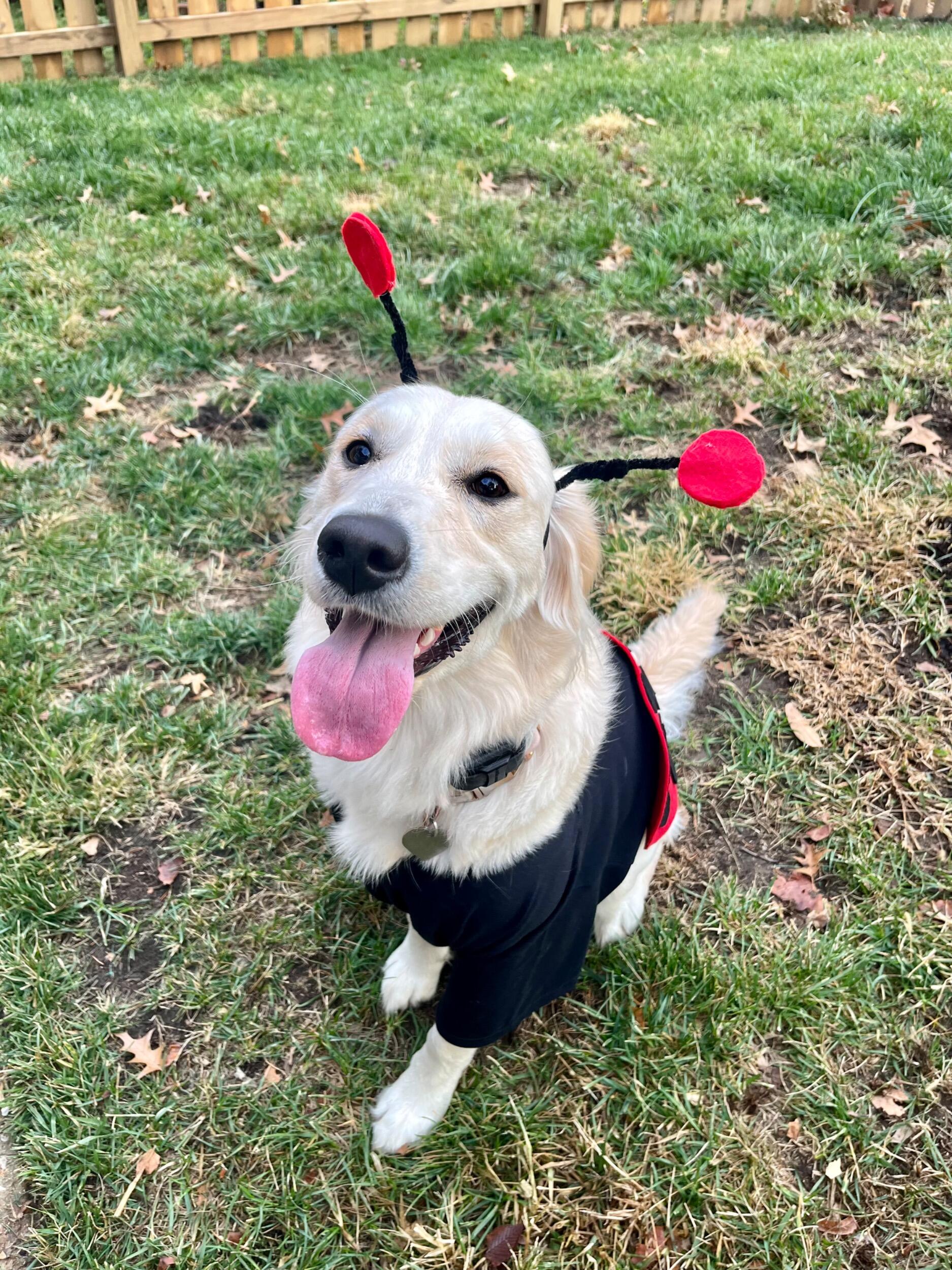 Lady was a Ladybug that Halloween🐞