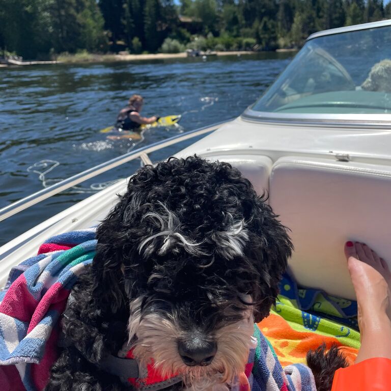 4th of July at the Cabin with Traynor knee boarding and Bosco and Jo in the boat 💙