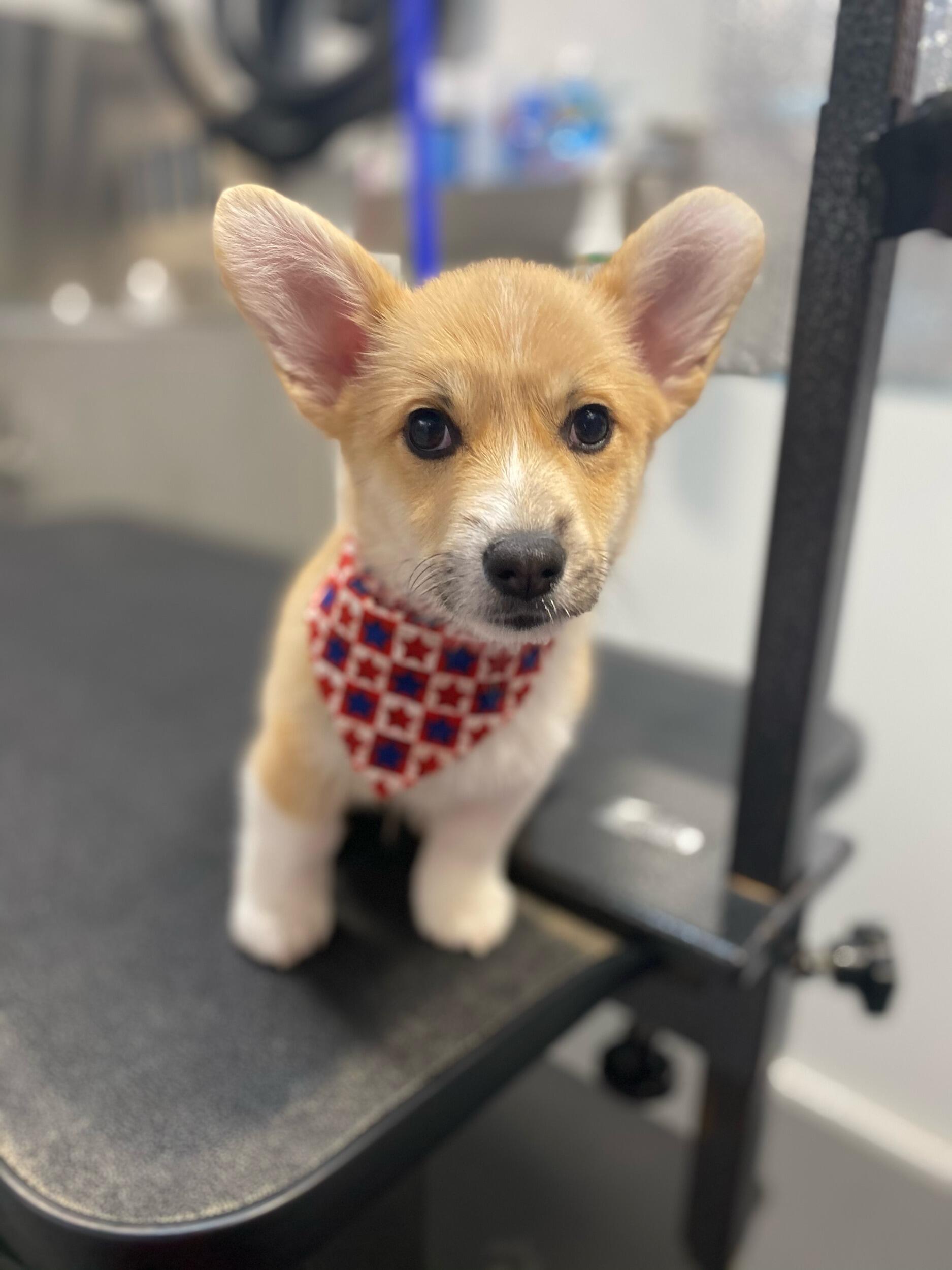 Buggy's gotcha day!