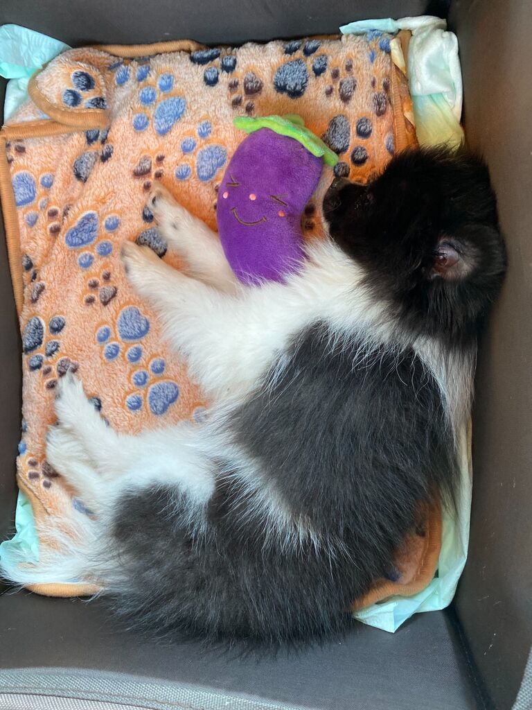 They adopted their first fur baby - a Pomeranian they named Cookie.