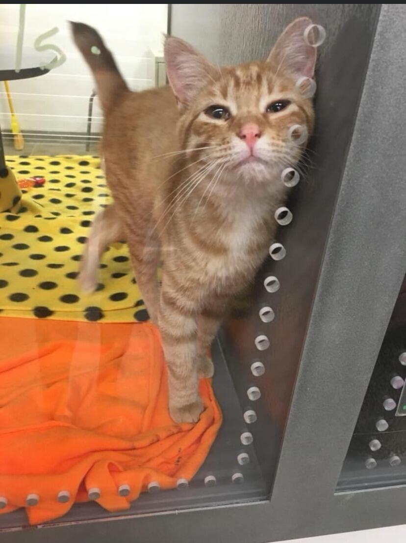 The day we adopted our sweet boy Oliver! We didn't plan on adopting another pet since we had two cat's.  But when Kayla started crying in the middle of a pet smart after reading Ollie's story, Nathan felt we had no choice!