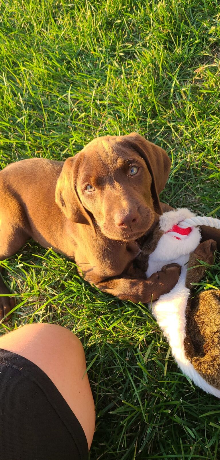 Koda