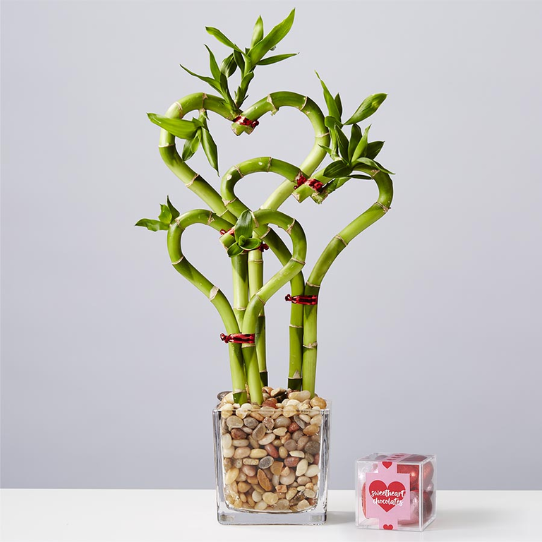 Heart-Shaped Bamboo plant for the best romantic gift