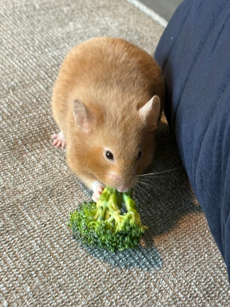 We got our first pet together. Her name is Marcee