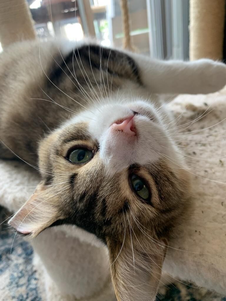 To no surprise, they picked up another cat along the way...this time Michael was all to blame since he fell in love with sweet Lily Bug at work.