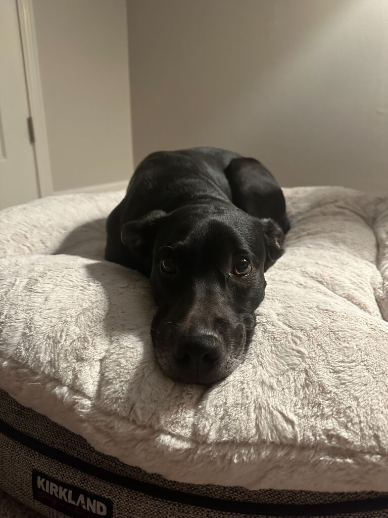 Adopted Maya (aka the goodest pup)