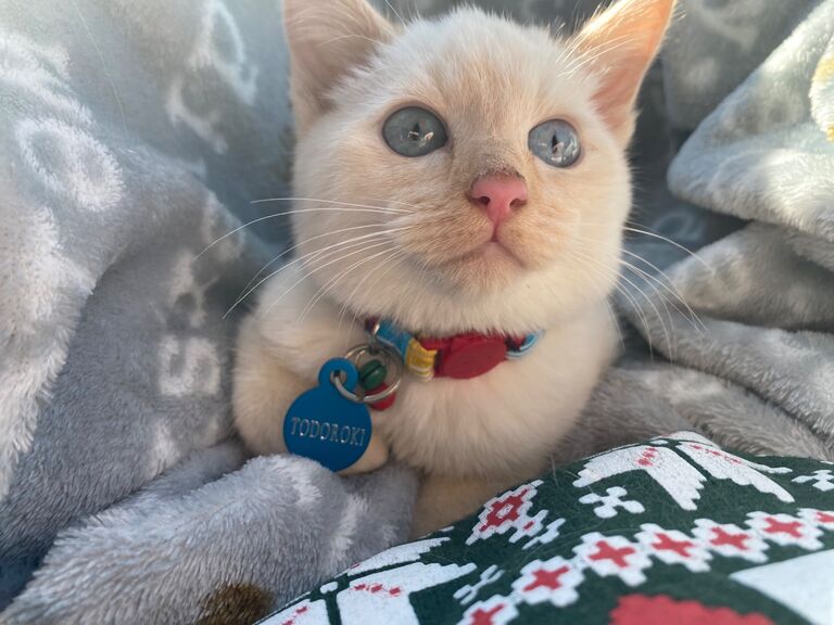 Shortly after their first Christmas together (spent in New Jersey), they adopted their first pet together. Sam and Josh welcomed their little flame-point siamese, Shoto Todoroki Esquire III (aka "The Rat"), into their family. Though Sam already had two cats (Mikko and Nino) and a greyhound (Evie) that Josh "adopted" as part of his family. Adopting their first animal together marked a major milestone and solidified that they knew their relationship was for the long-haul!