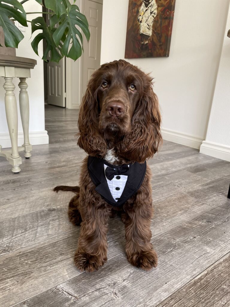 Theo has officially been fitted for his tux and is anxiously awaiting the wedding in October so that he no longer has to exist as a child out of wedlock. He can't wait to see you there!
