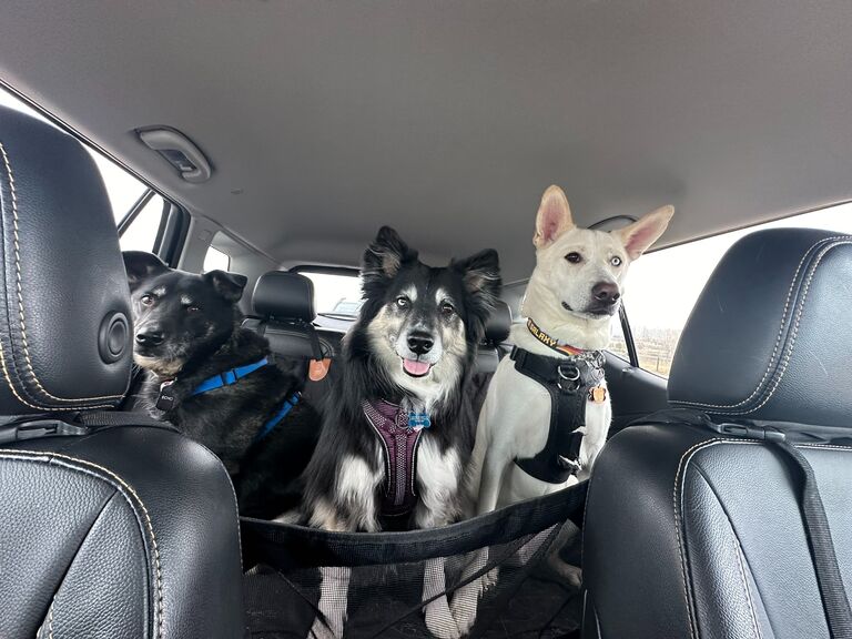 Wedding planning is hard, so here's our dogs!