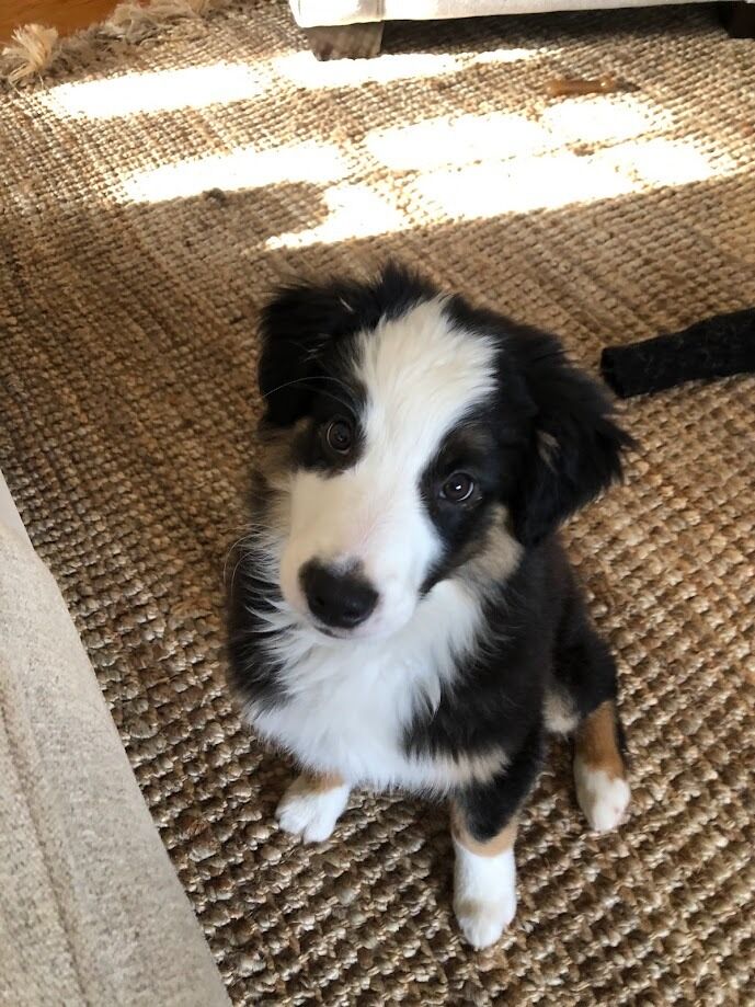 Our first baby, Finley