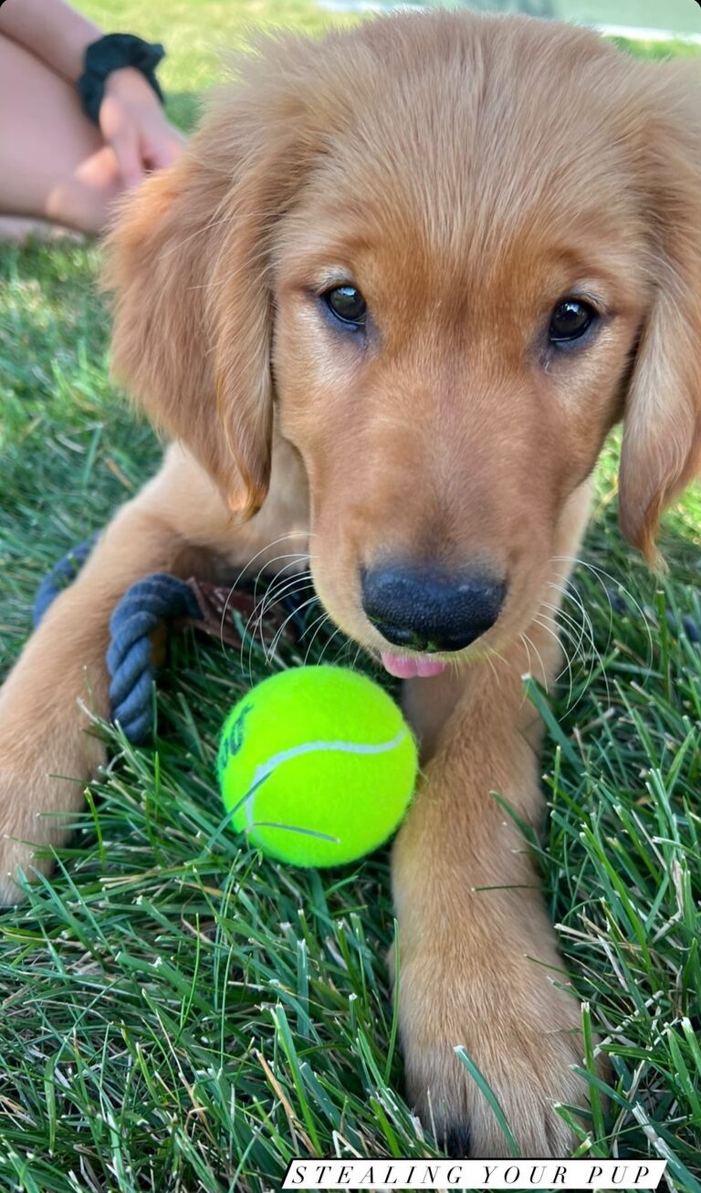 We then moved in together in Bayview with our dog Cooper, and soon after got our puppy Murphy.