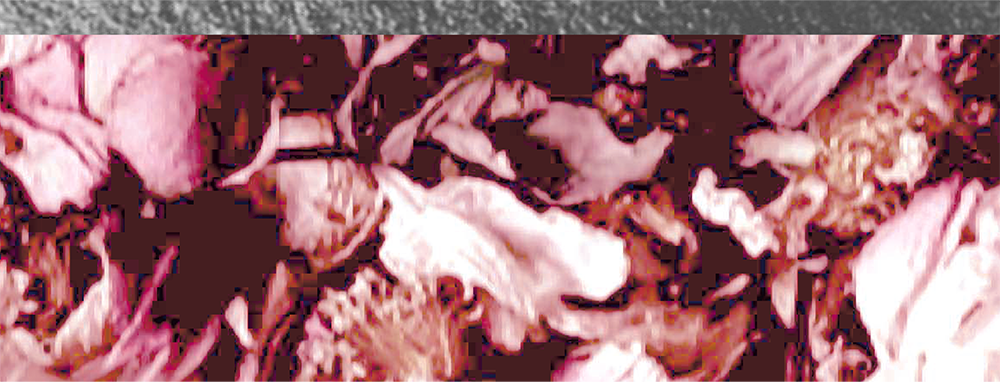 Bottom Theme Image