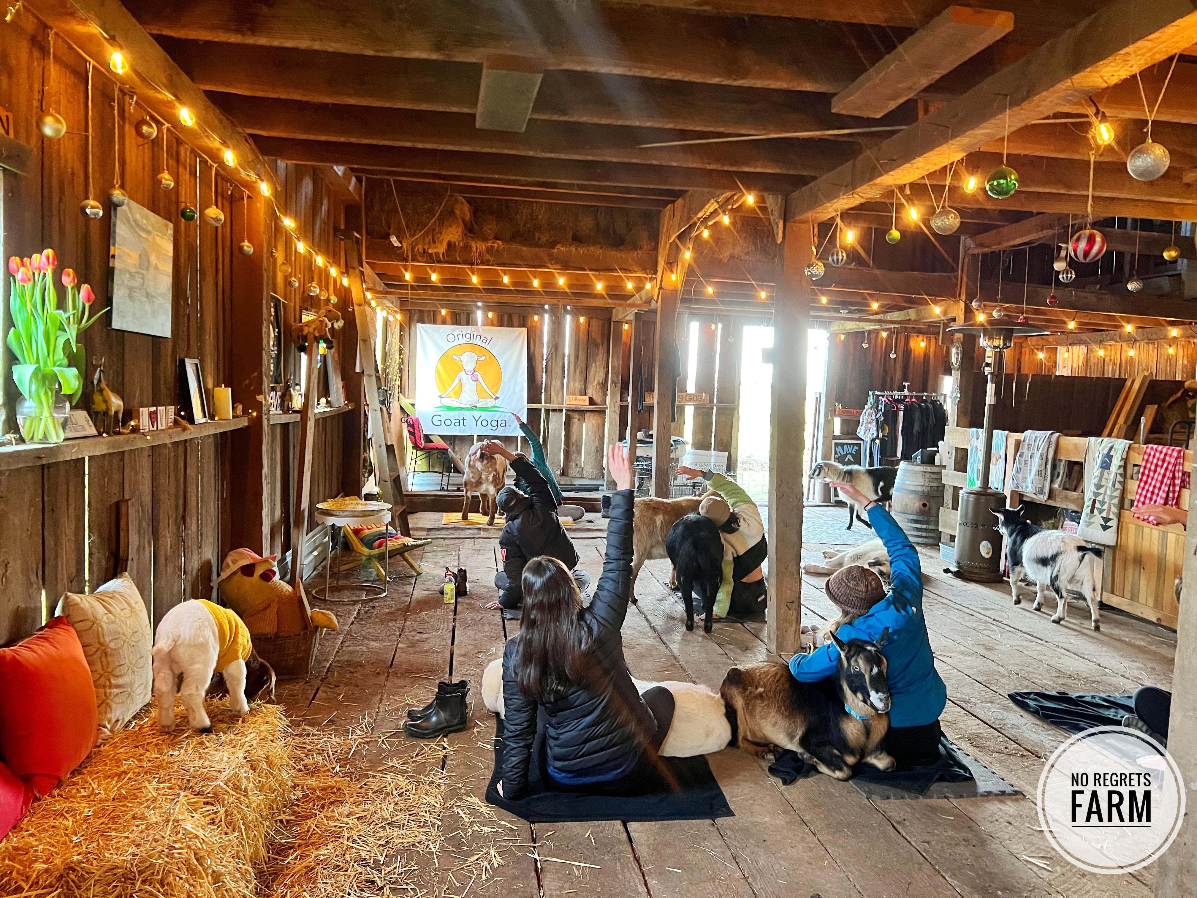Original Goat Yoga | Rehearsal Dinners, Bridal Showers & Parties - The Knot