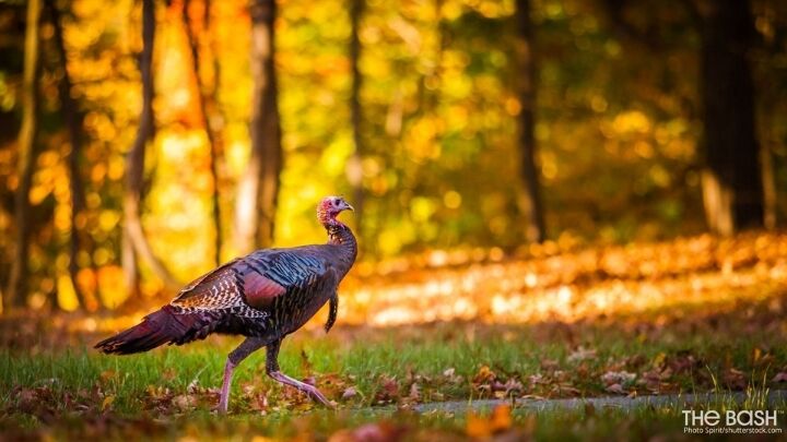 Thanksgiving Zoom Background