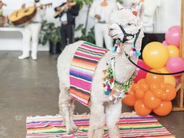 Llamazing Party Animals - Petting Zoo - Palmer, TX - Hero Main