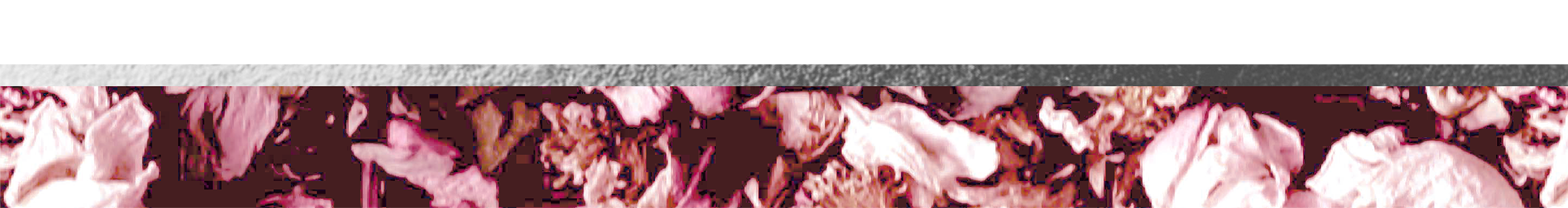 Bottom Theme Image