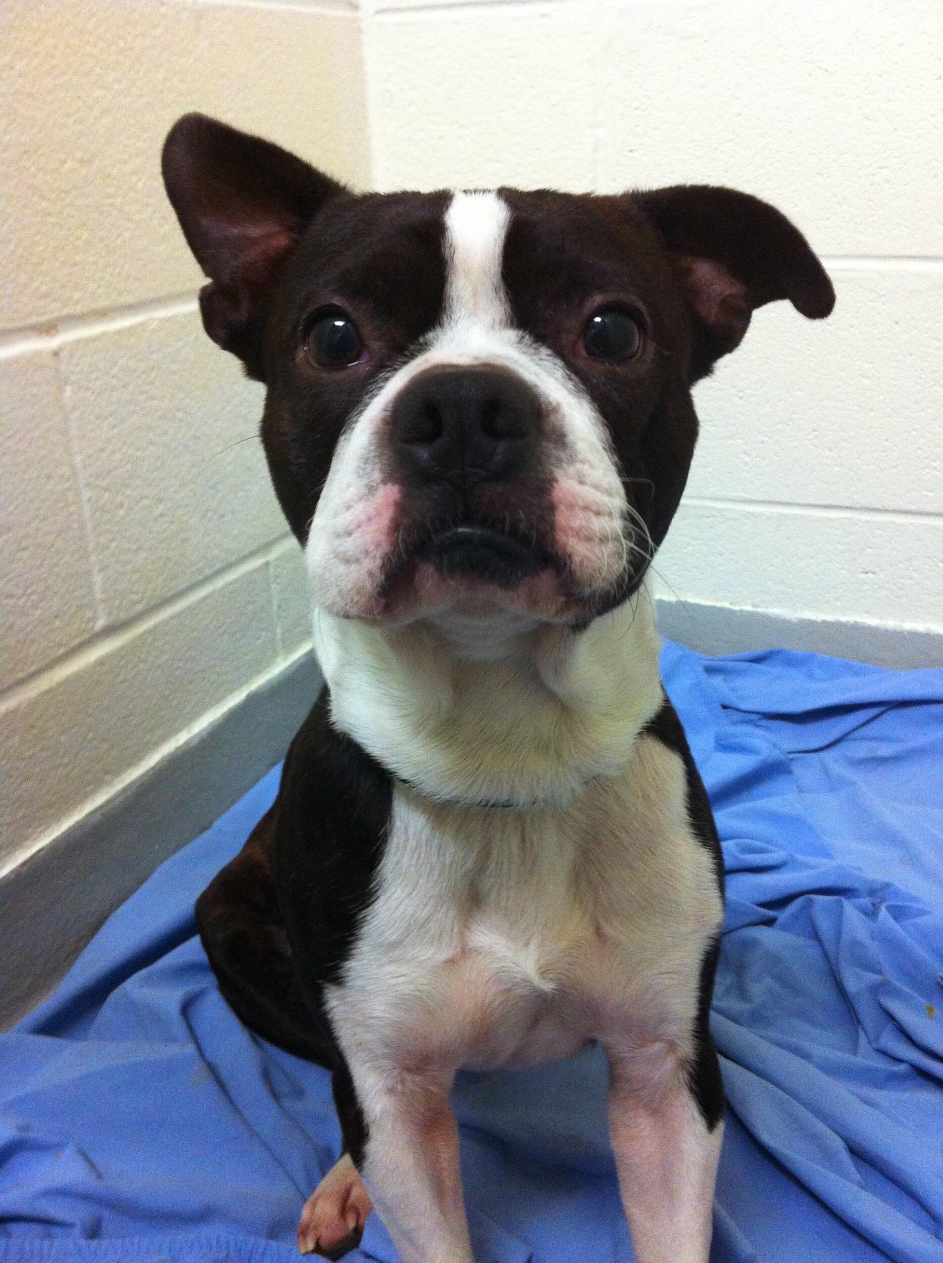 Adopting Monty aka Goro 
My heart 