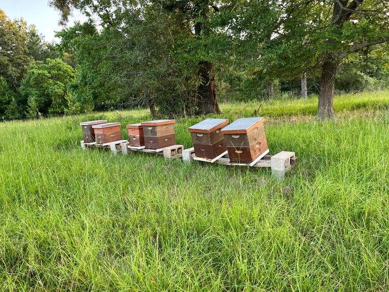 Moved to Conroe and got some honey bees