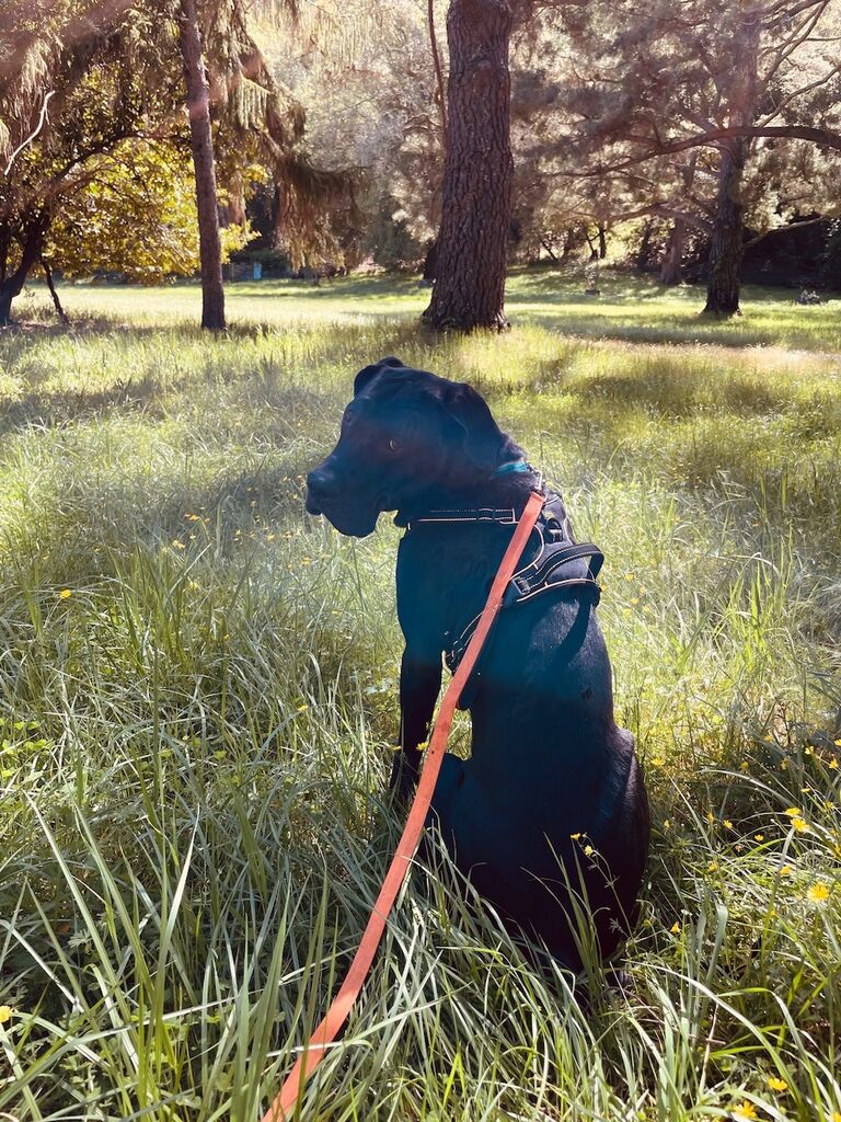 No more walking