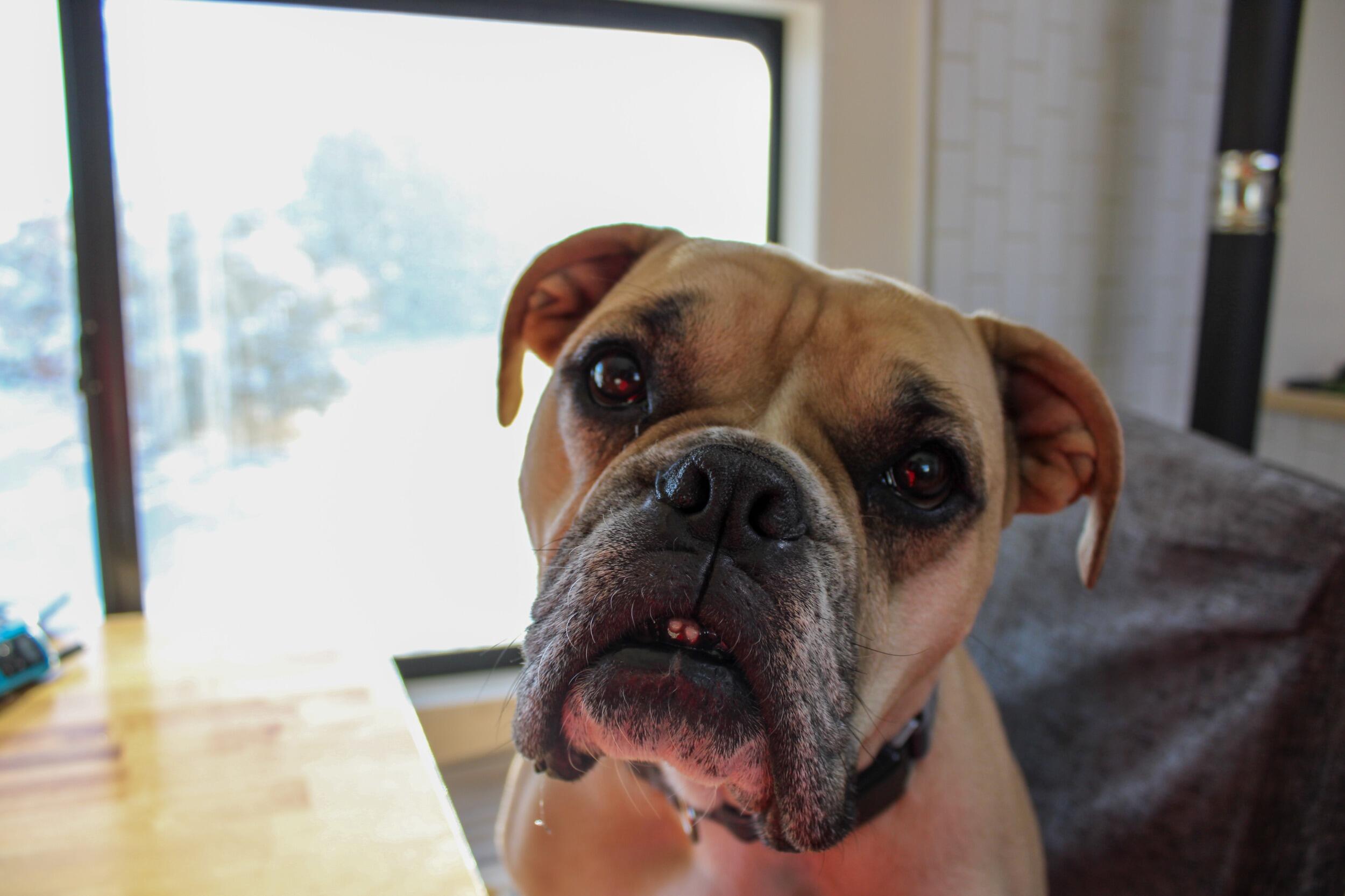 Pilsner joins the family