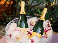 Champagne bottles in ice bucket at bridal shower