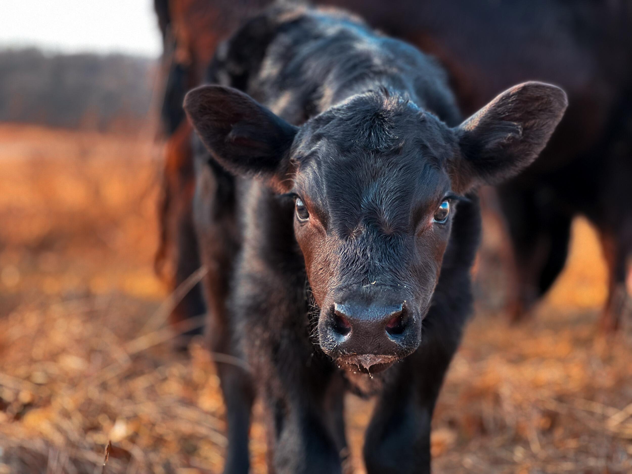 The 10th of their herd's spring calves was born -- meet Poppy! Poppy is one springy, energetic heifer who also is a very beloved calf to heir herd.