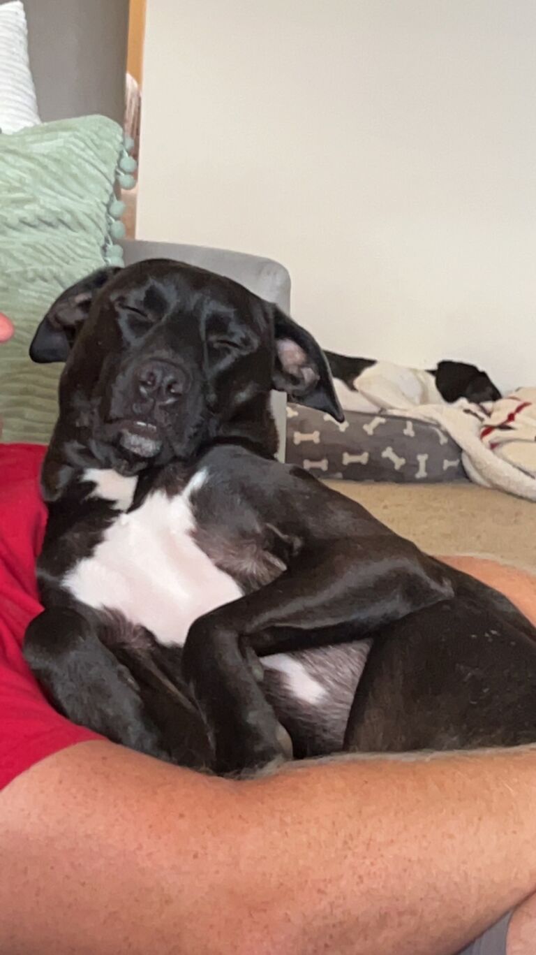 One day, a stray mutt walked up to Hailey at our apartment in Tuscaloosa. Cold, scared, and hungry, he of course was welcomed into our home. After exhausting other options, he became part of our family and we named him Finnigan. He is the kindest, gentlest little animal and is now very spoiled.