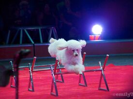 The Olate's Family Dogs - Circus Performer - Sorrento, FL - Hero Gallery 3