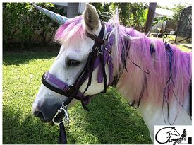 Choyce Party Ponies, Clown & Bounce - Pony Rides - Port Saint Lucie, FL - Hero Gallery 1