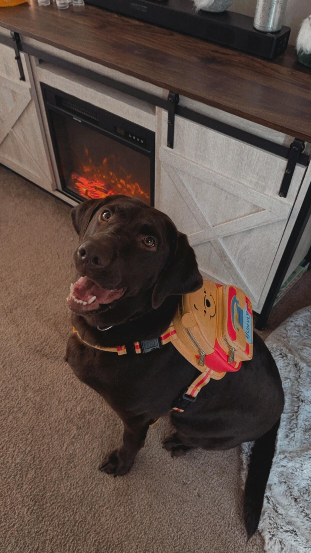 We completed our family with the addition of our Jada Bear.