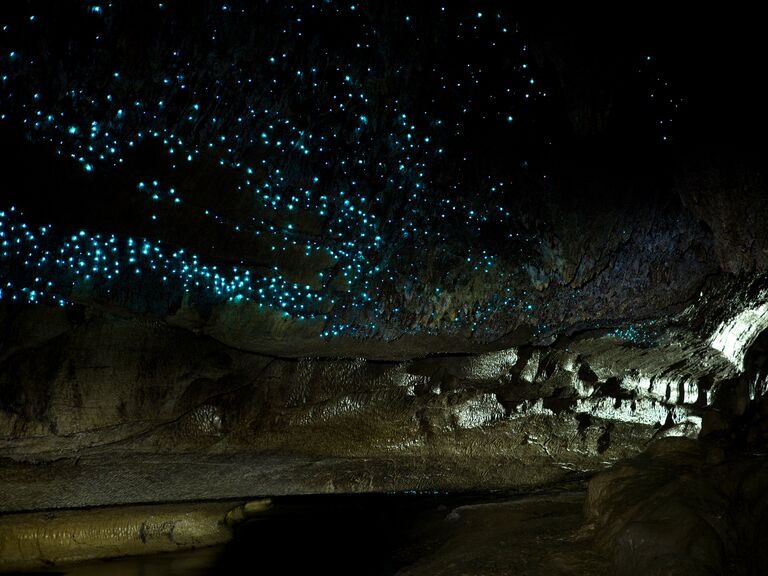 Glow Worm in Waipu Caves in New Zealand