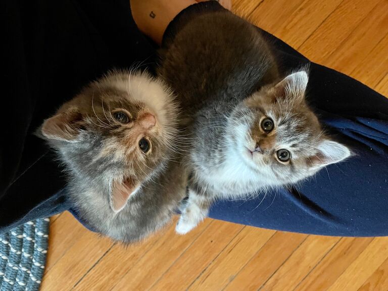 WE GOT KITTENS!!!