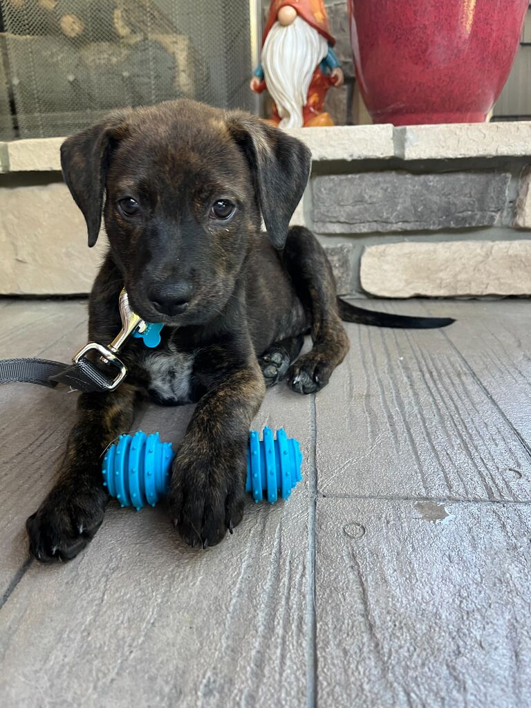 First Time Pet Parents