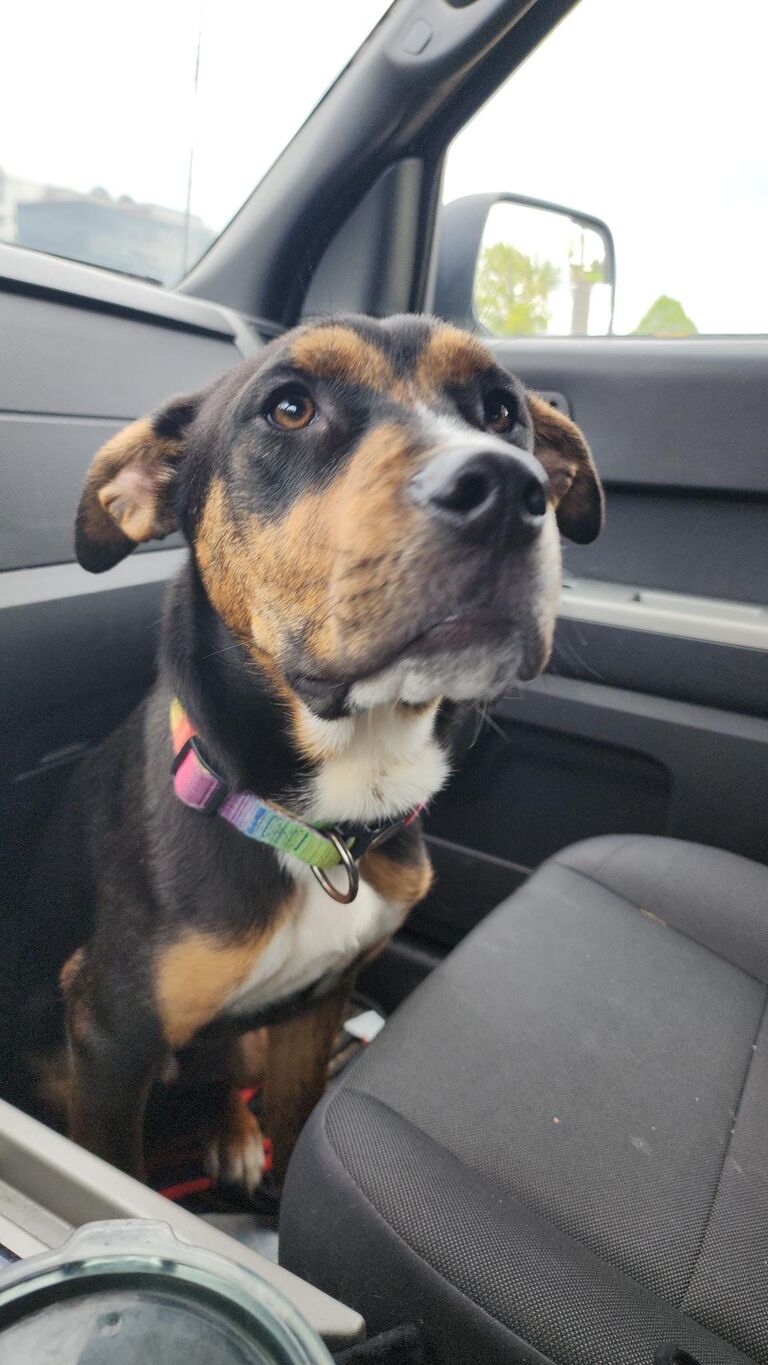 Adopted Apollo!